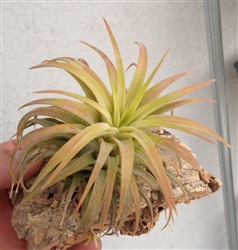 Tillandsia Ionantha Maxima