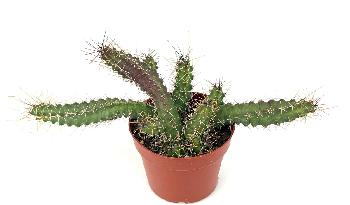 Lady Finger Cactus Echinocereus Pentalophus, Green and Purple, 4 Inch Pot, Live Plant