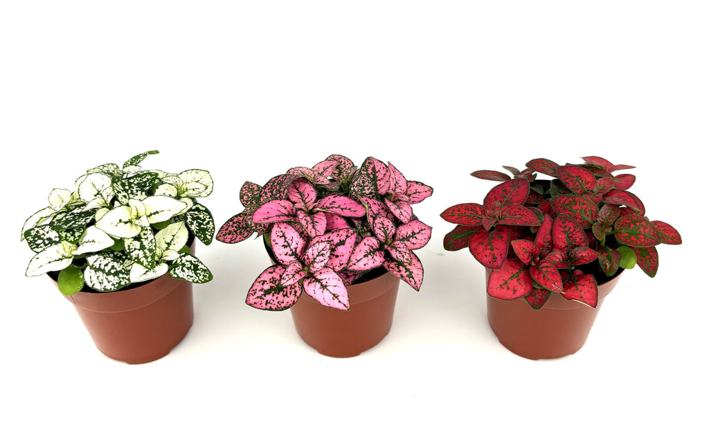 Three potted Hypoestes Splash plants with different colored leaves on a white background