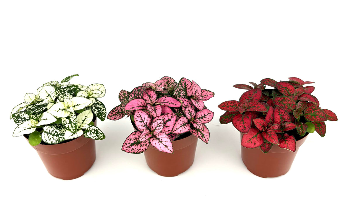 Three potted Hypoestes Splash plants with different colored leaves on a white background