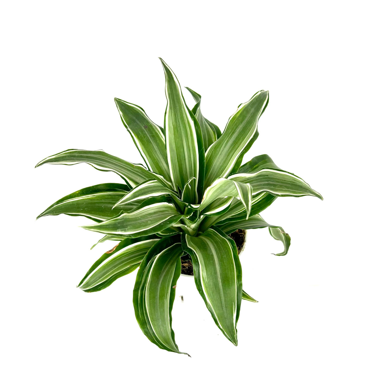 Green dracaena kanzi potted plant with variegated leaves on a white background