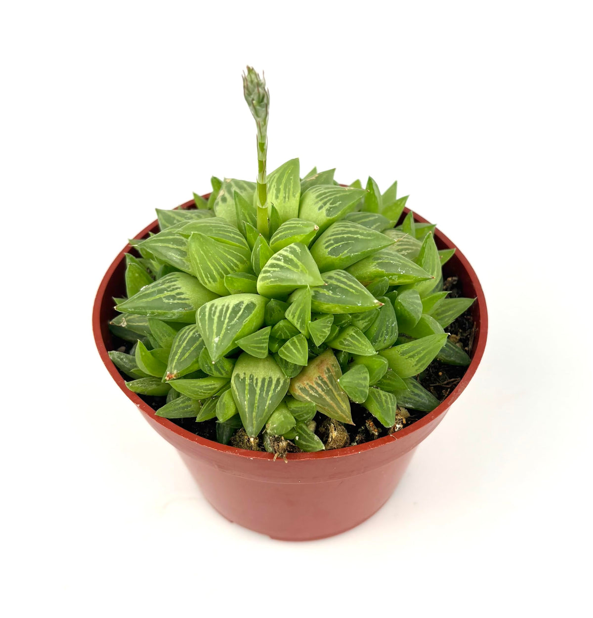 Potted succulent plant with a white background