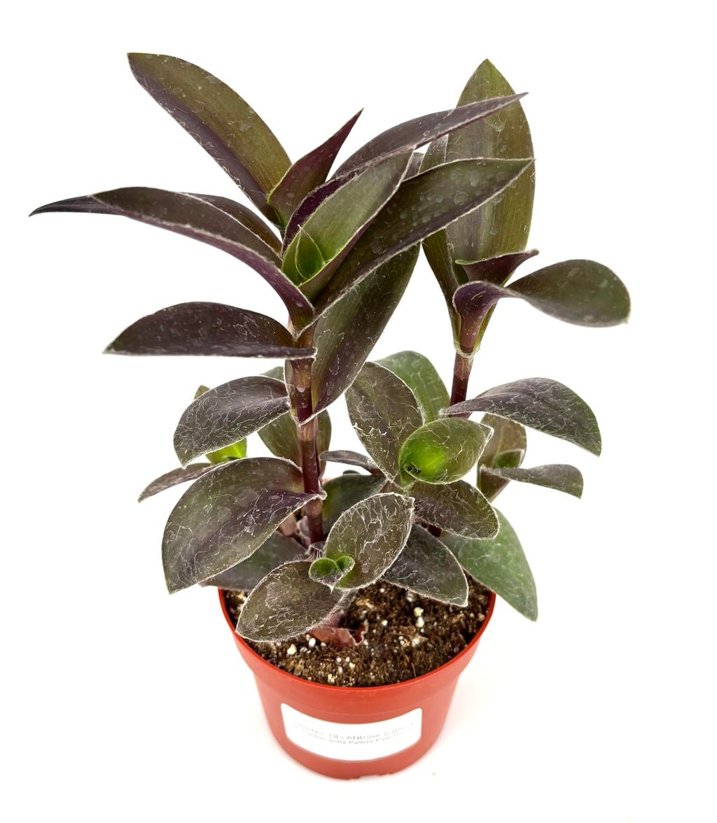 Potted pale puma plant with dark green leaves on a white background