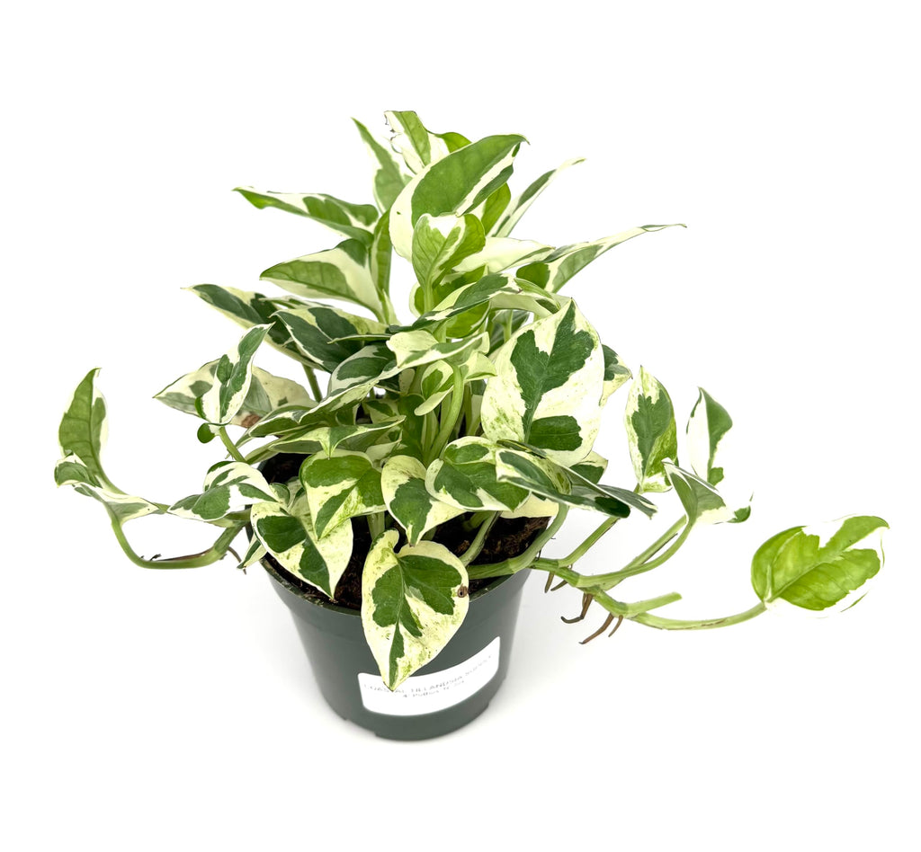 Potted pothos plant with green and white leaves on a white background