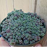 Blue Mound Sedum Cluster-Sedum Dasyphyllum Minor