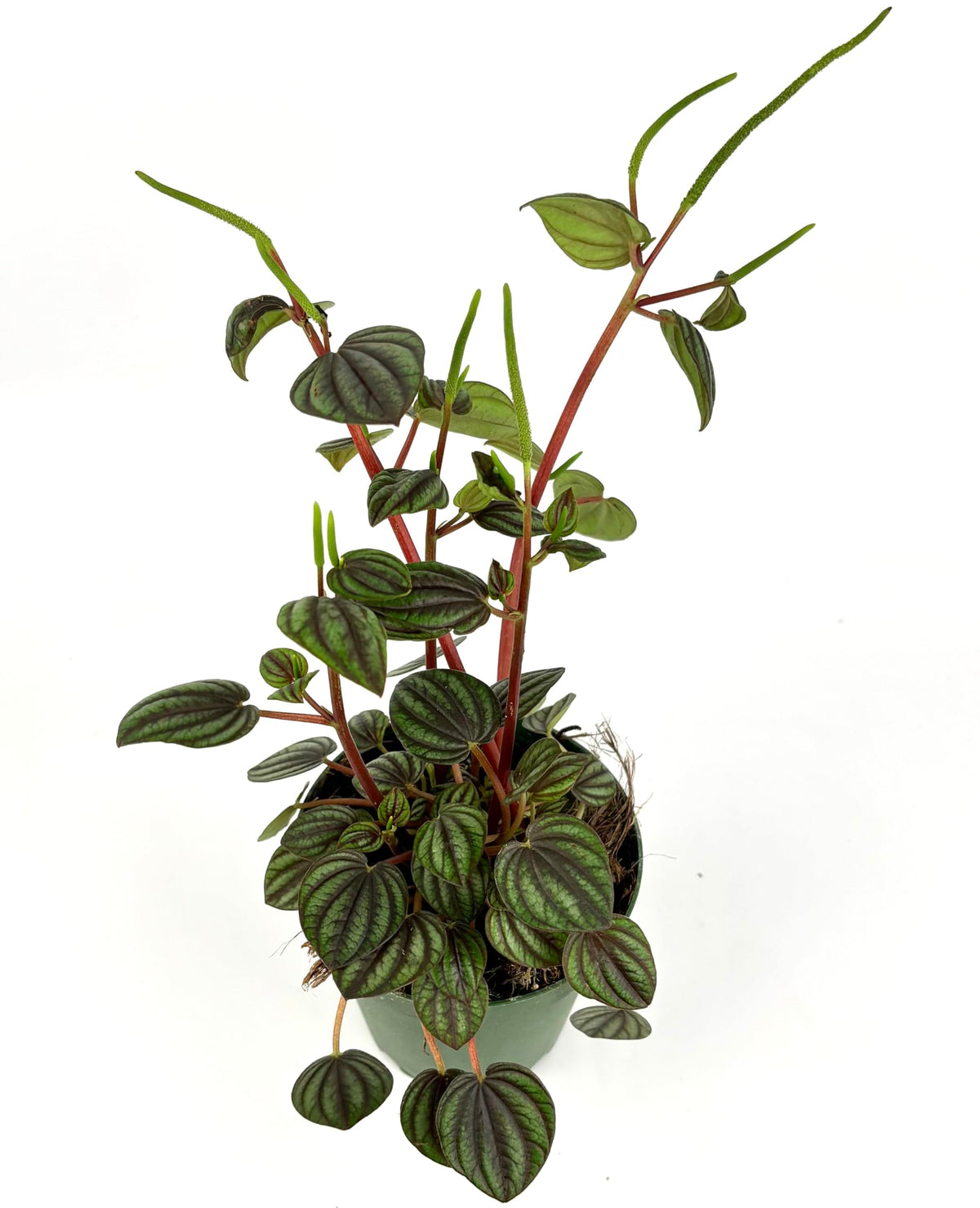 Peperomia Piccolo Banda Live Potted House Plant, 4" Pot, Green Purple Red, Indoor Use