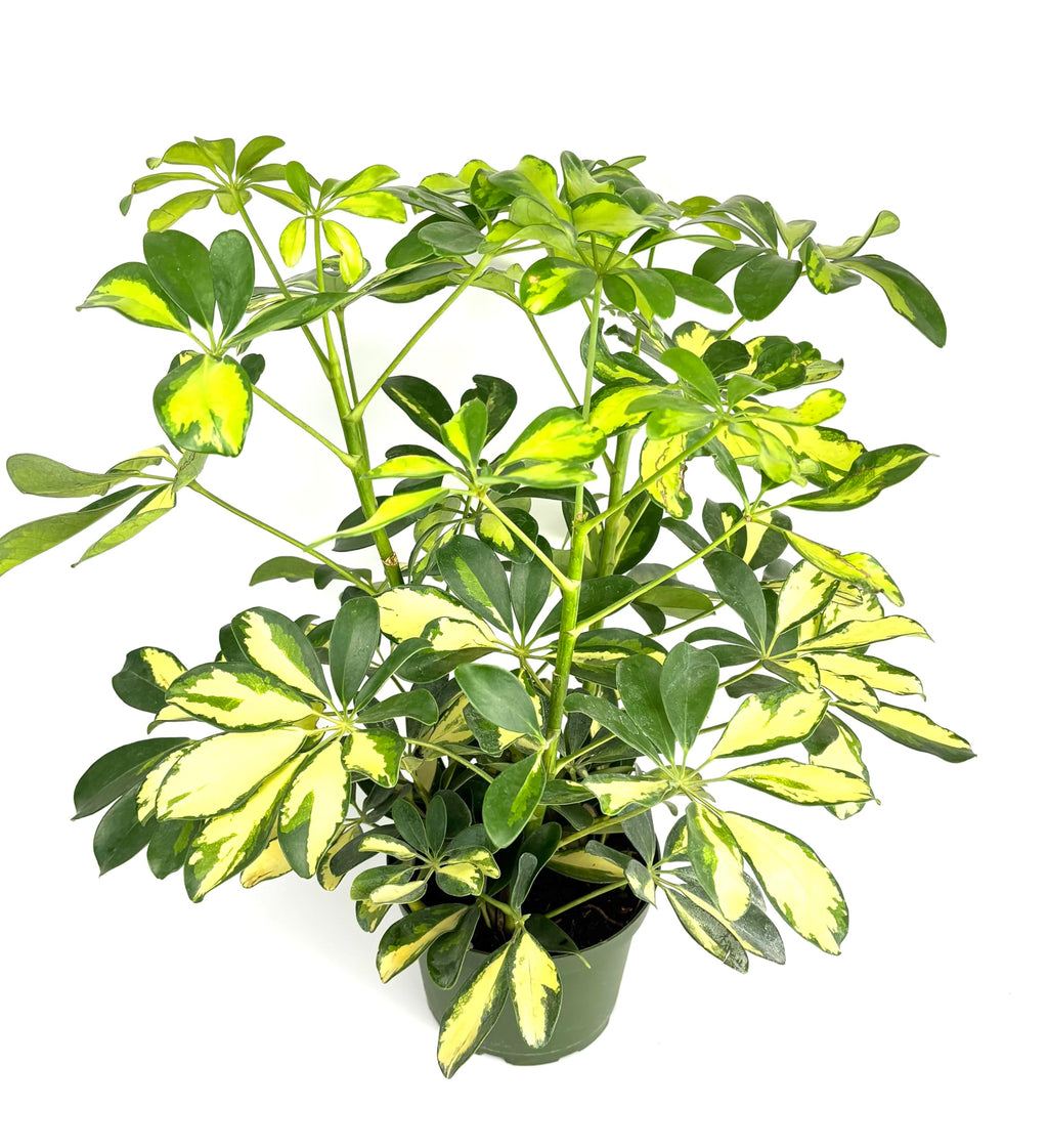 Potted schleffera arboricola plant with green and yellow leaves on a white background