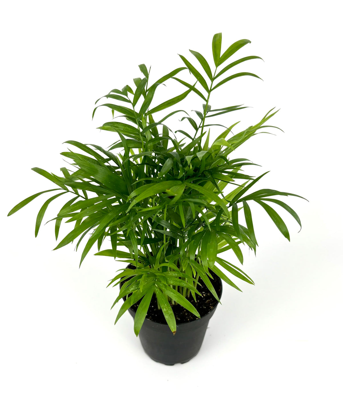 Potted plant with green leaves on a white background