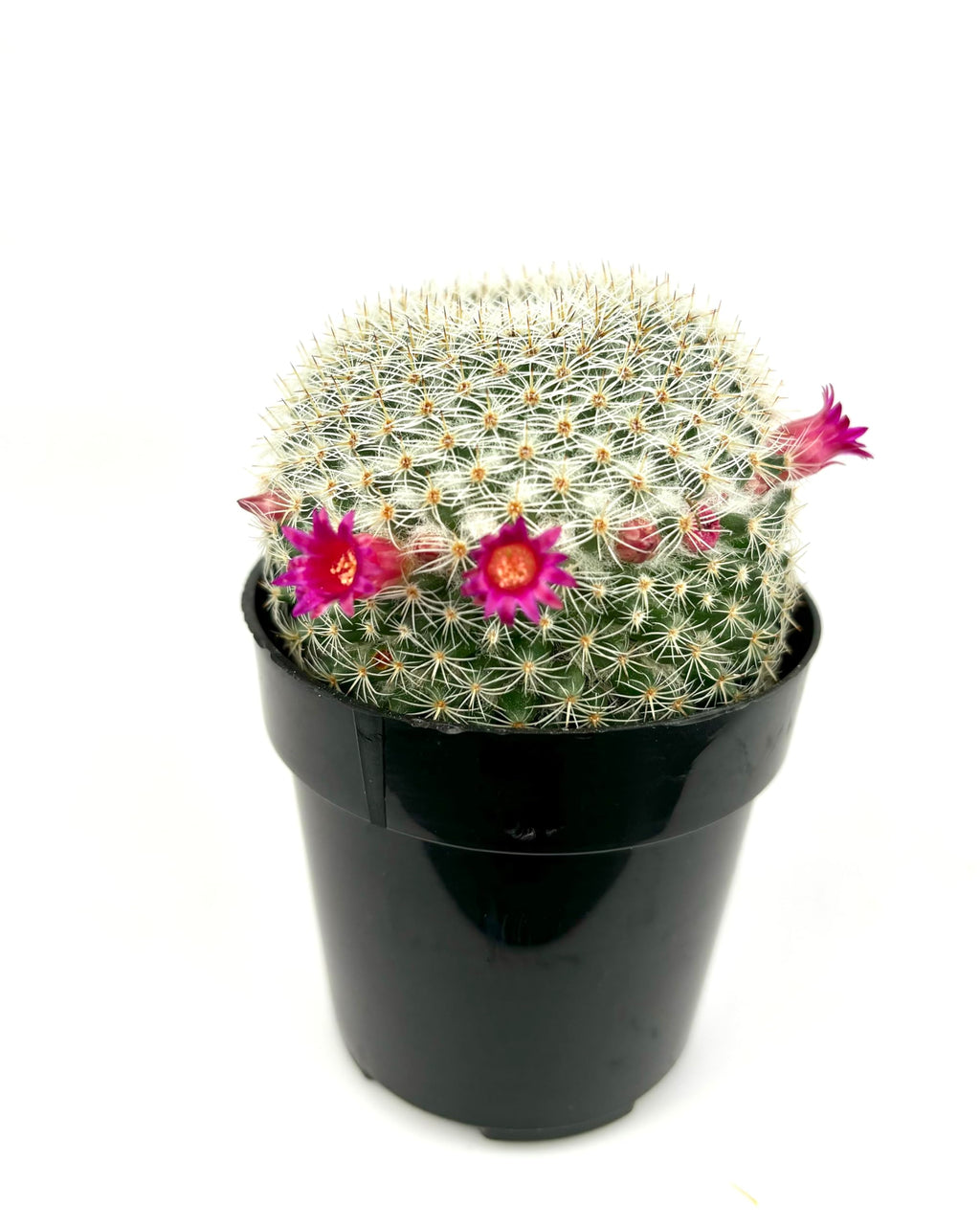 Mammillaria Elegans Cactus, Low Maintenance, Cold Tolerant, 2.5" Pot