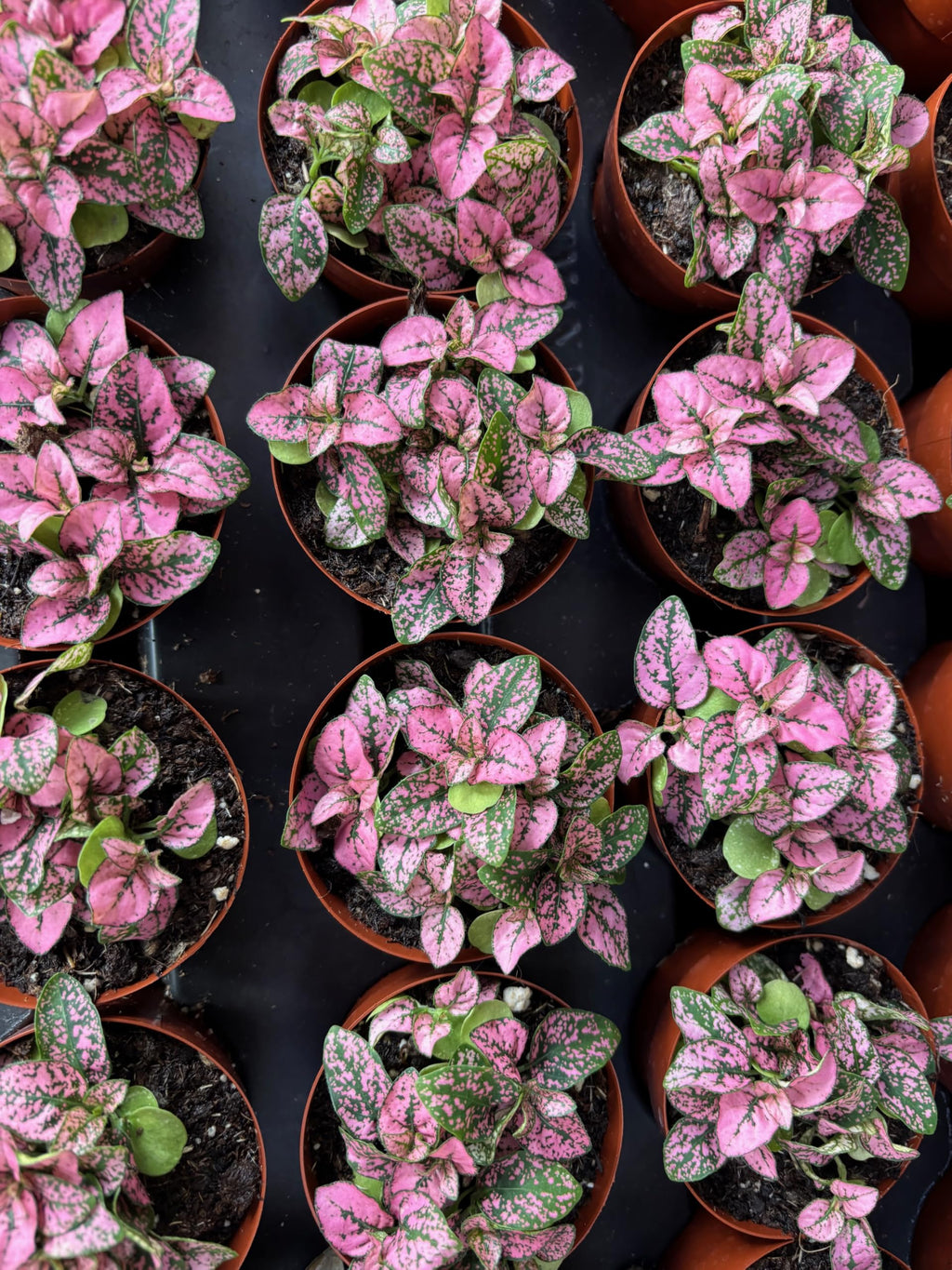 Collection of small potted plants with pink and green leaves on a dark surface.