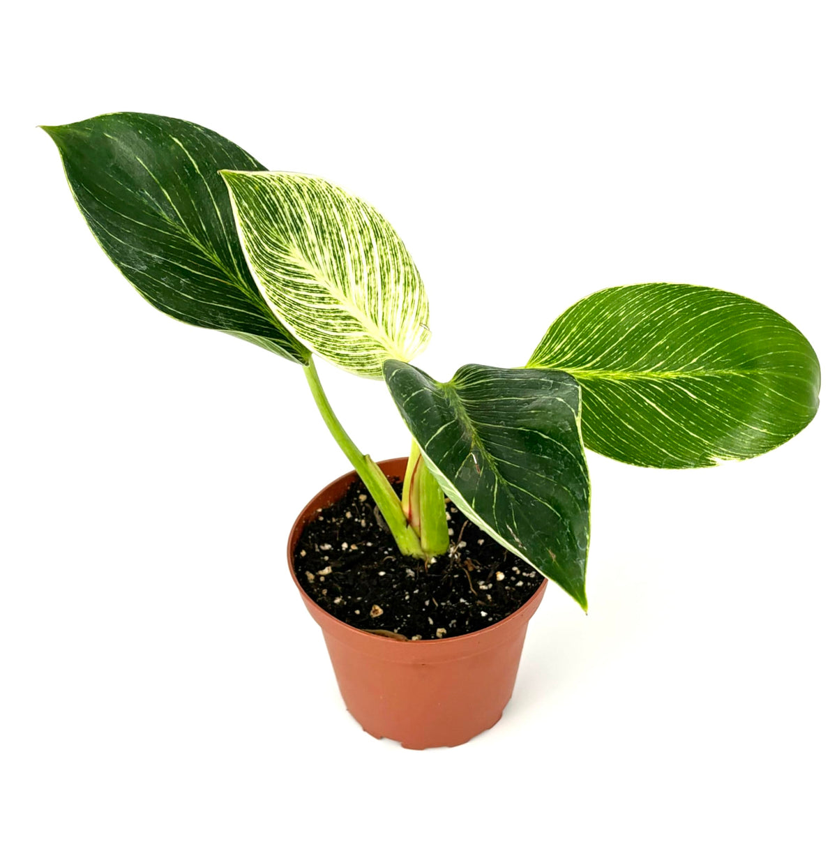 Potted philodendron plant with green leaves on a white background