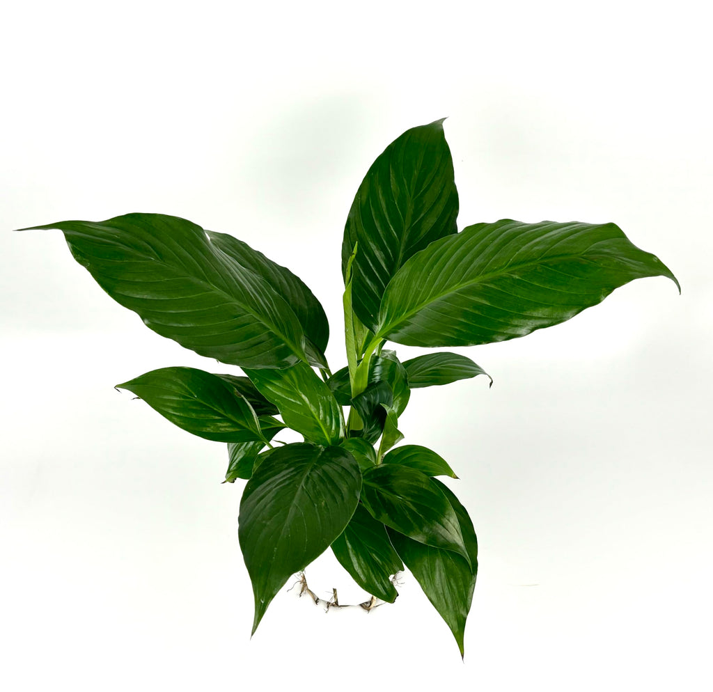 Green leafy plant on a white background