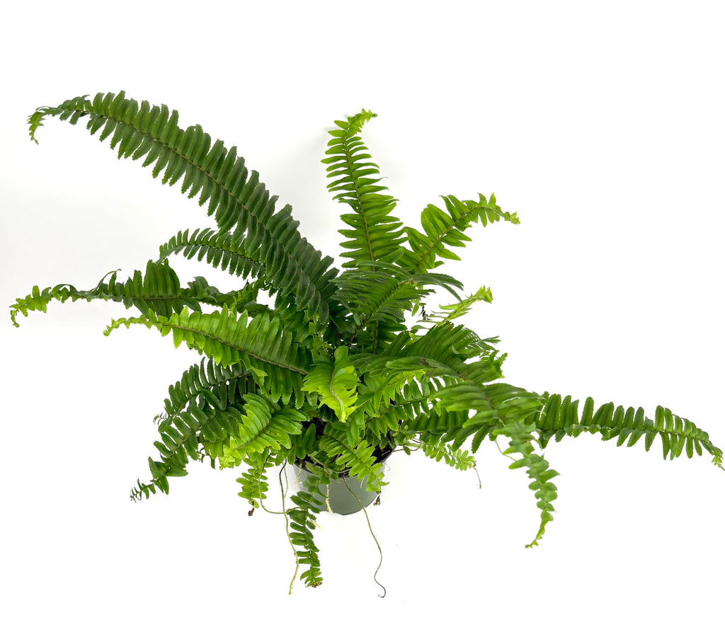 Green fern plant on a white background