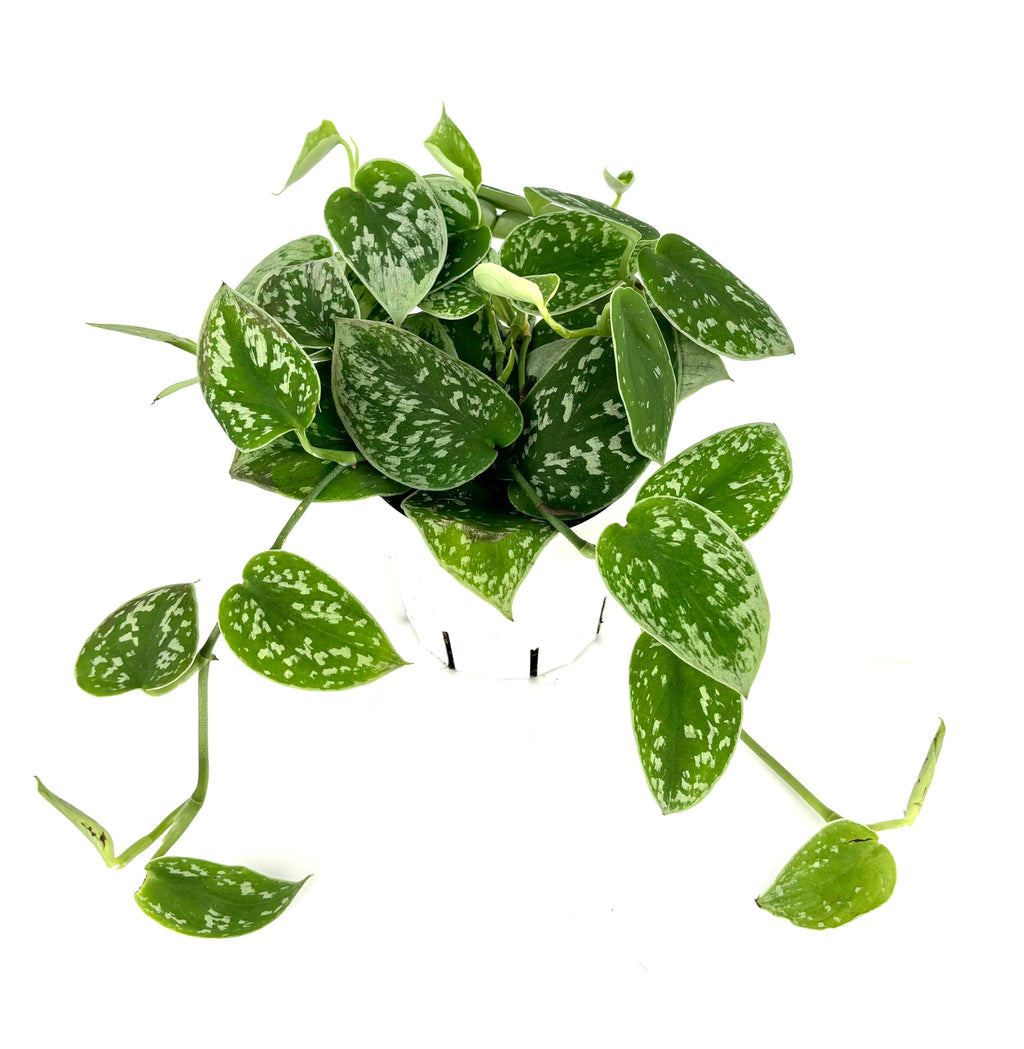 Green potted plant with spotted leaves on a white background
