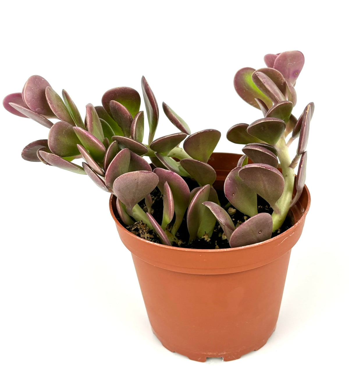 Potted trailing jade succulent plant with purple leaves on a white background