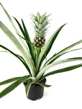 Potted pineapple plant with a ripe pineapple on a white background