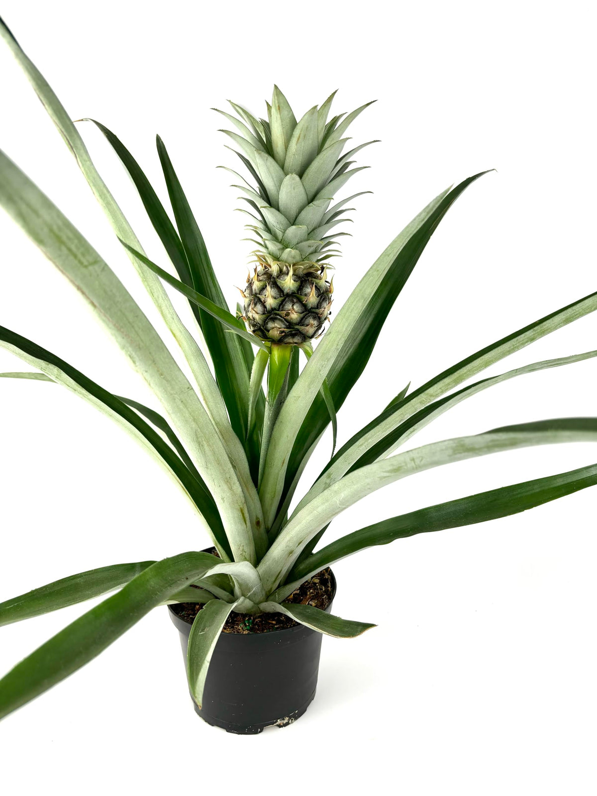 Potted pineapple plant with a ripe pineapple on a white background