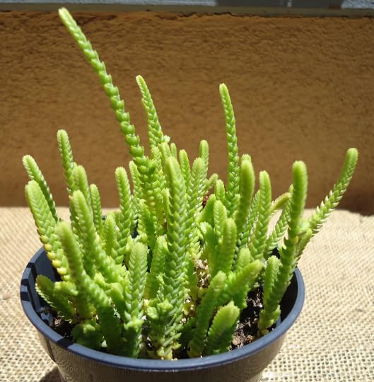 Watch Chain Succulent Crassula Muscosa Live Potted Succulents Houseplants