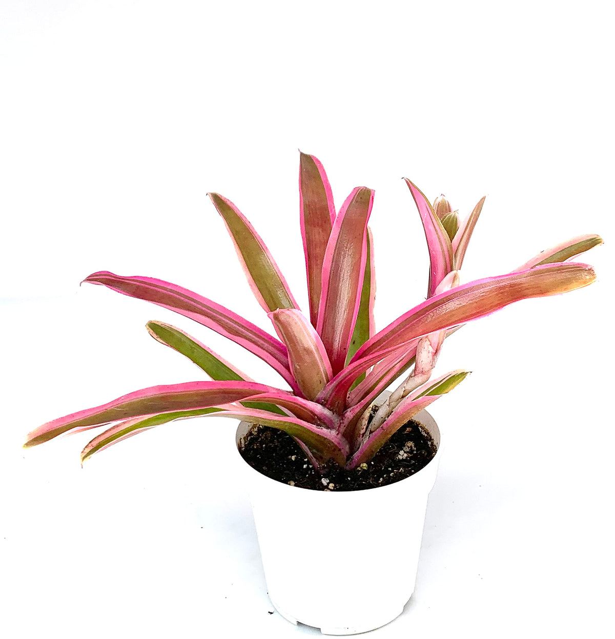 Potted neoregelia donger plant with pink and green leaves on a white background