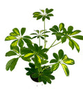 Green umbrella plant with variegated leaves on a white background
