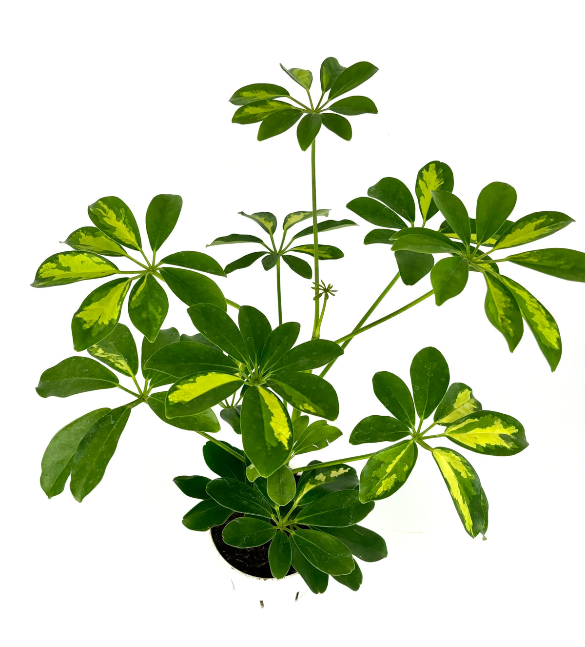 Green umbrella plant with variegated leaves on a white background