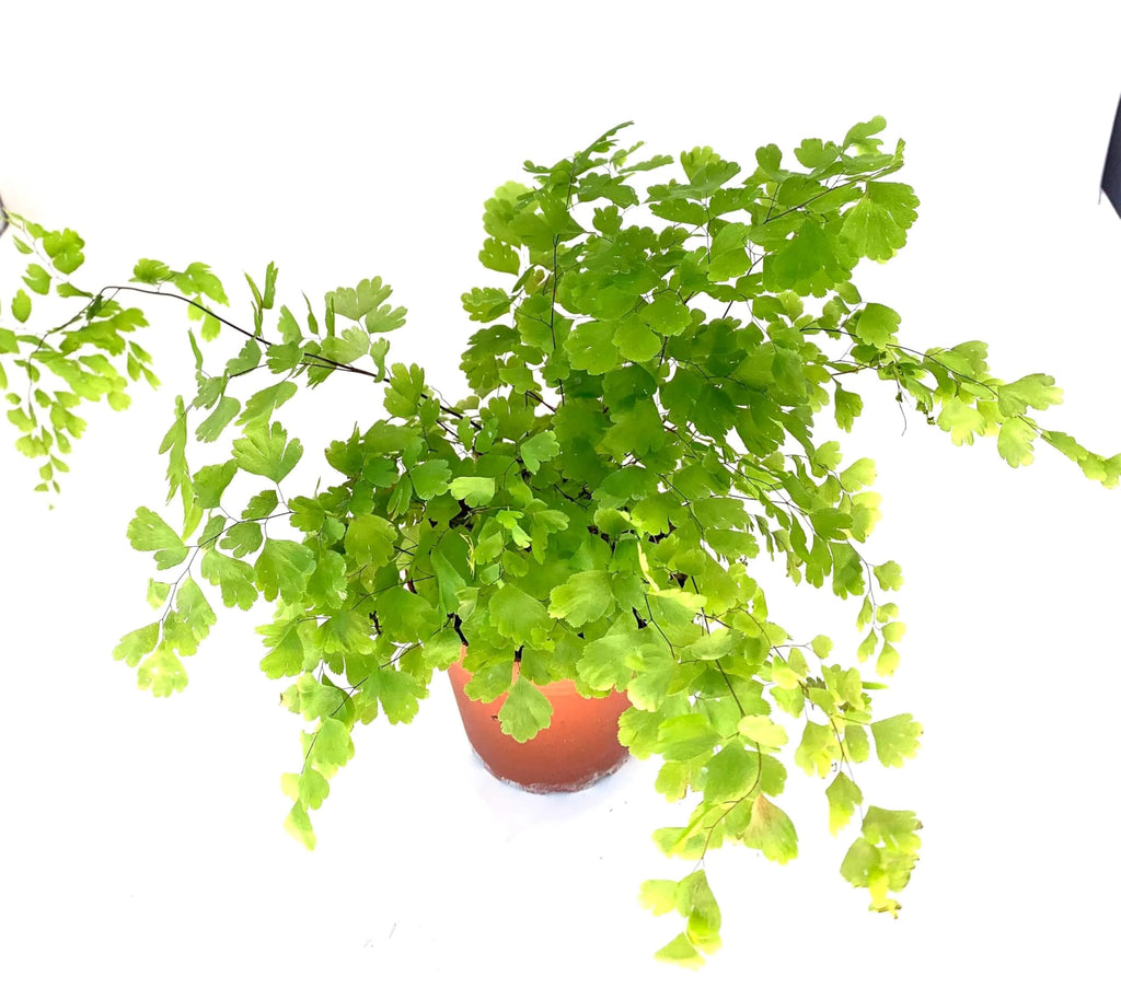 Potted green fern plant on a white background