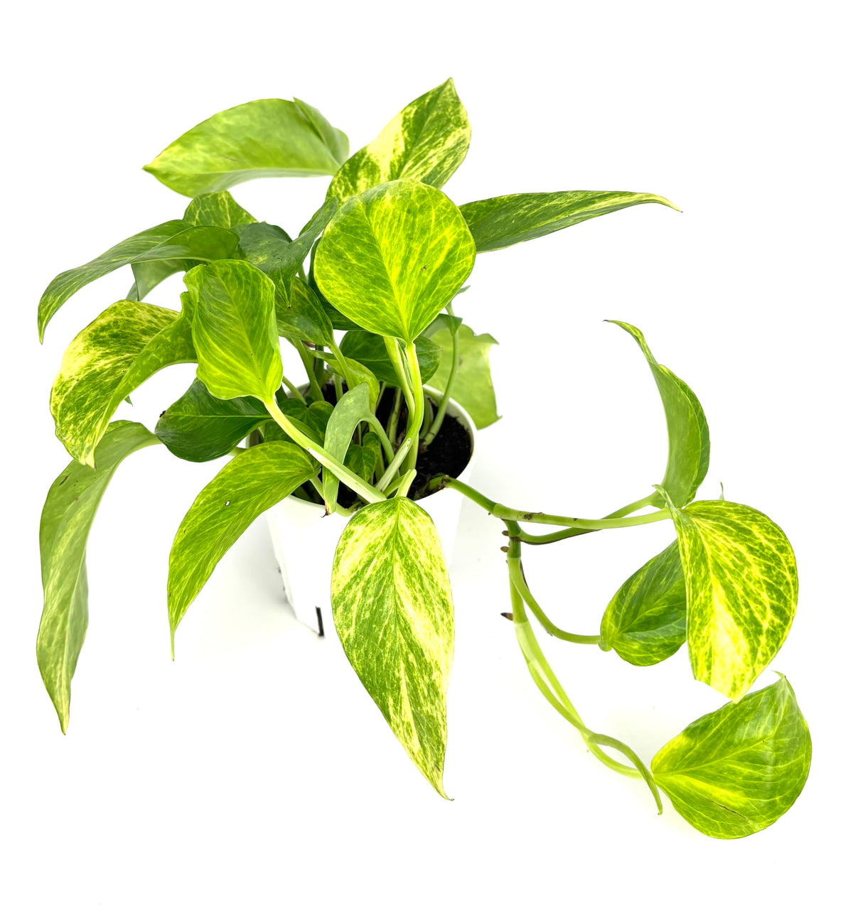 Neon Queen Pothos, Epipremnum Aureum, Air Purifying House Plant, 4 Inch Pot, Green Variegated Foliage