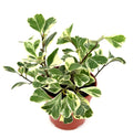 Potted Ficus triangularis plant with variegated green and white leaves on a white background