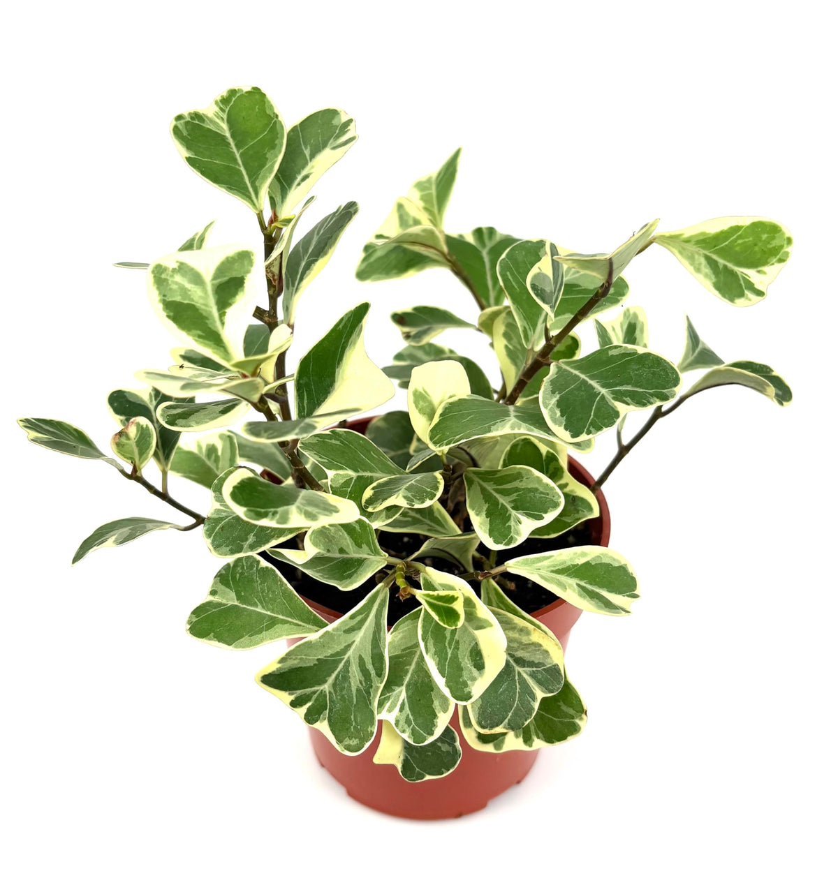 Potted Ficus triangularis plant with variegated green and white leaves on a white background