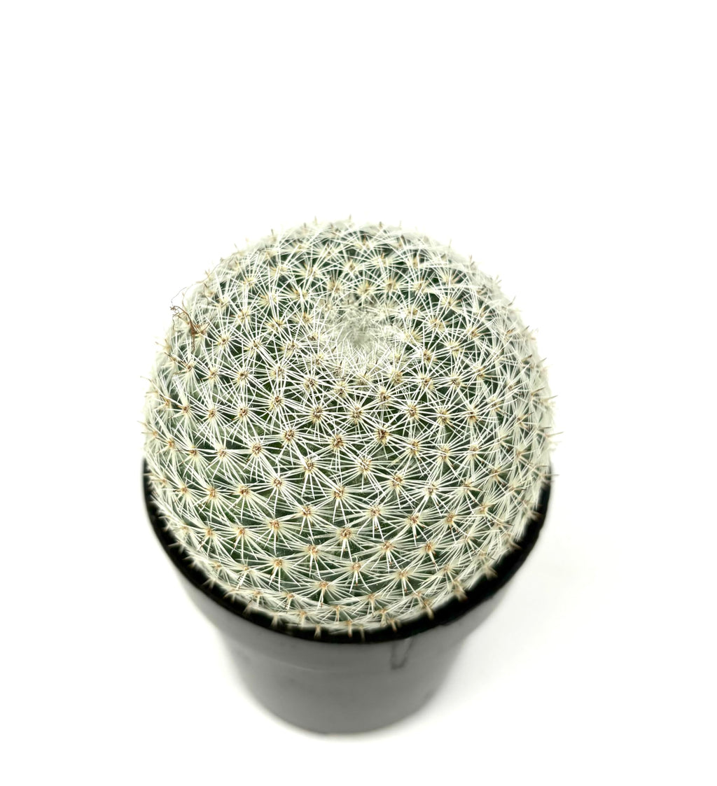 Mammillaria Elegans Cactus, Low Maintenance, Cold Tolerant, 2.5" Pot