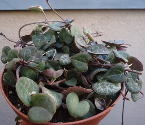 String of Hearts Succulents Ceropegia Woodii
