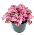 Potted plant with pink and green leaves on a white background