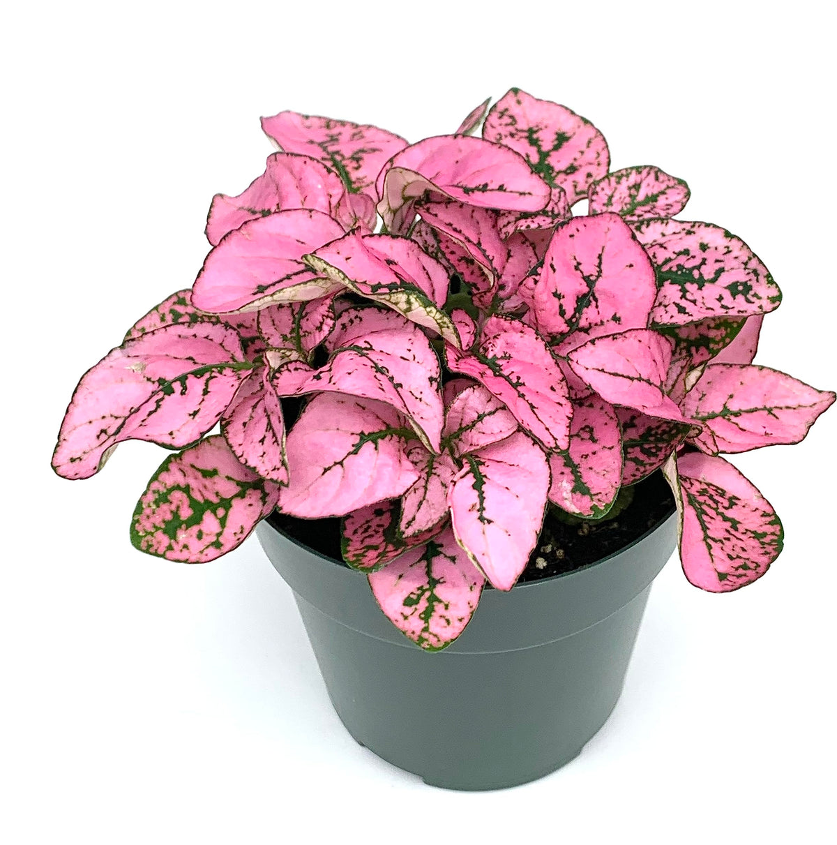 Potted plant with pink and green leaves on a white background
