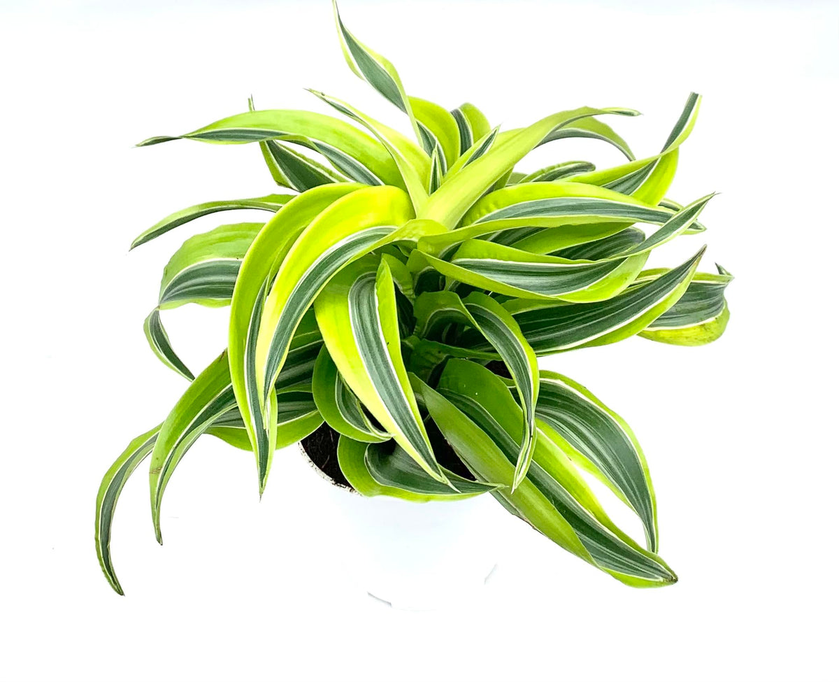 Variegated dracaena green and yellow houseplant on a white background