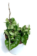 Potted hoya hindu rope plant with curled leaves on a white background