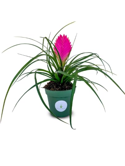 Tillandsia Cyanea Pink Quill Air Plants House Plants in 4" Pot