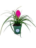 Tillandsia Cyanea Pink Quill Air Plants House Plants in 4" Pot