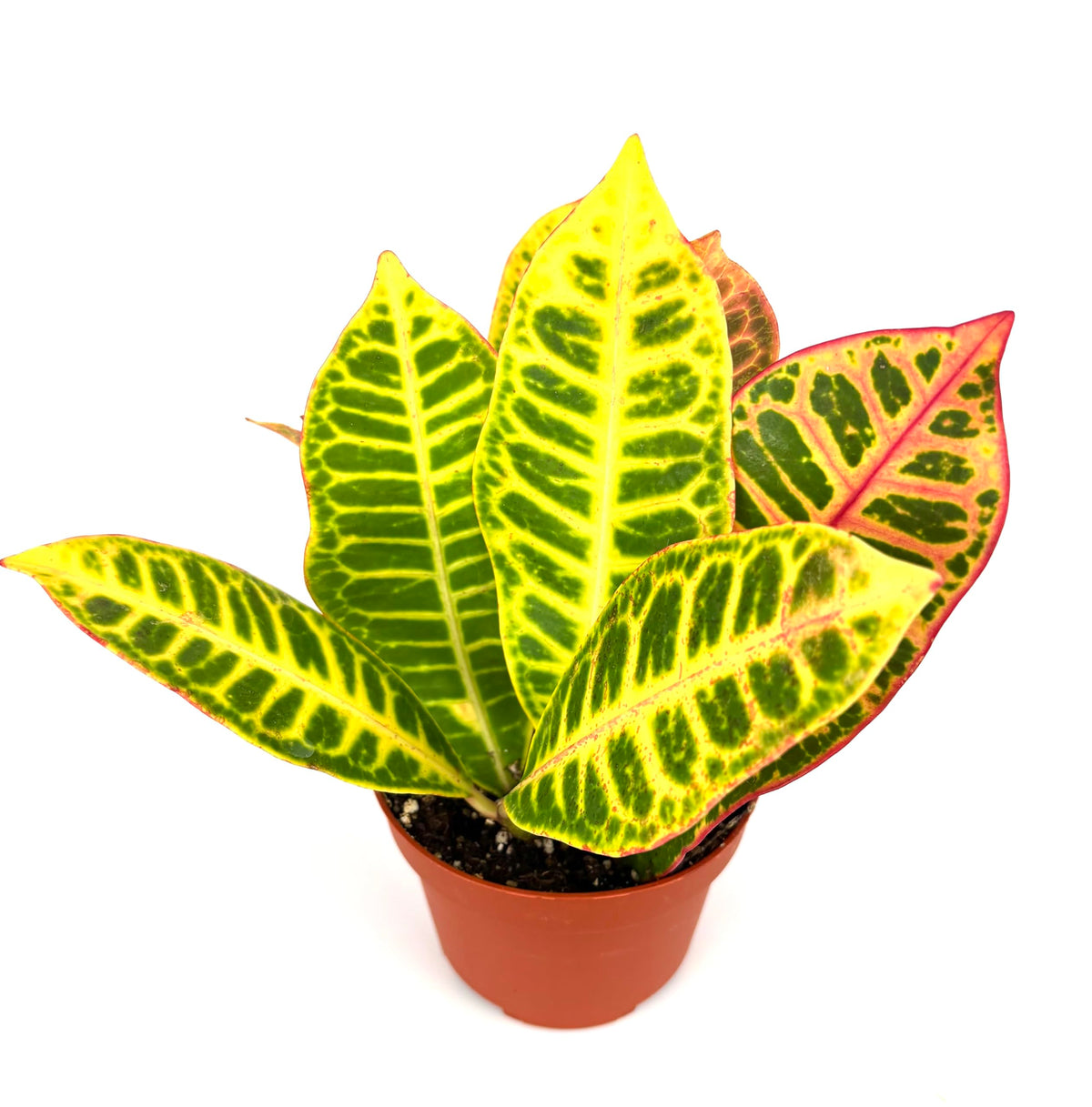 Croton Petra Indoor Houseplant, Air Purifying, 4 Inch Pot, Variegated Colorful Leaves