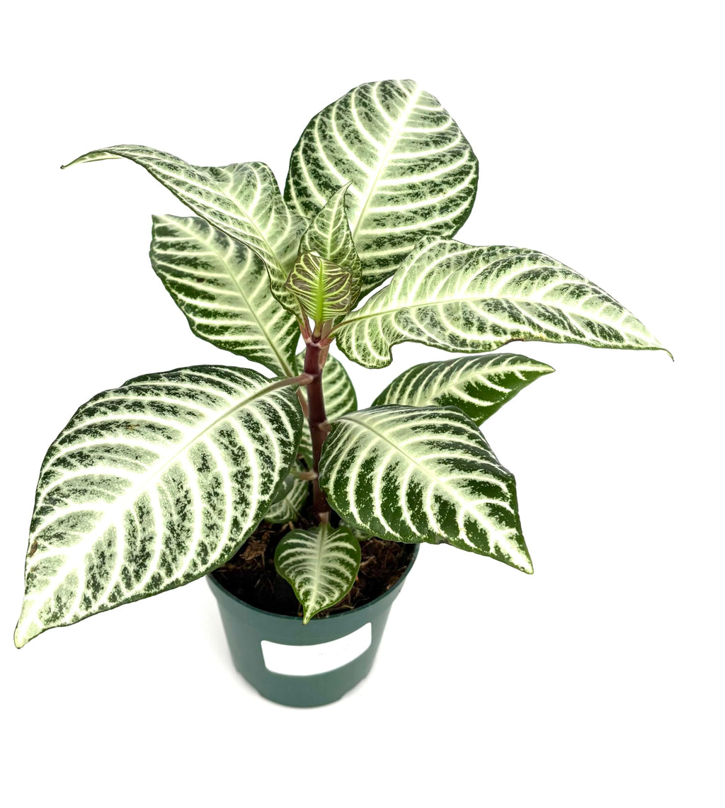 Potted plant with green and white leaves on a white background