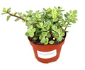 Rainbow Elephant Bush Portulacaria Afra Variegata, Green Yellow Pink, 4 Inch Pot, Live Succulent Plant