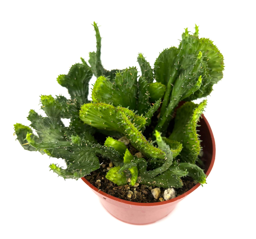 Euphorbia Green Coral Succulents Euphorbia Flanaganii Cristata, 4" Pot