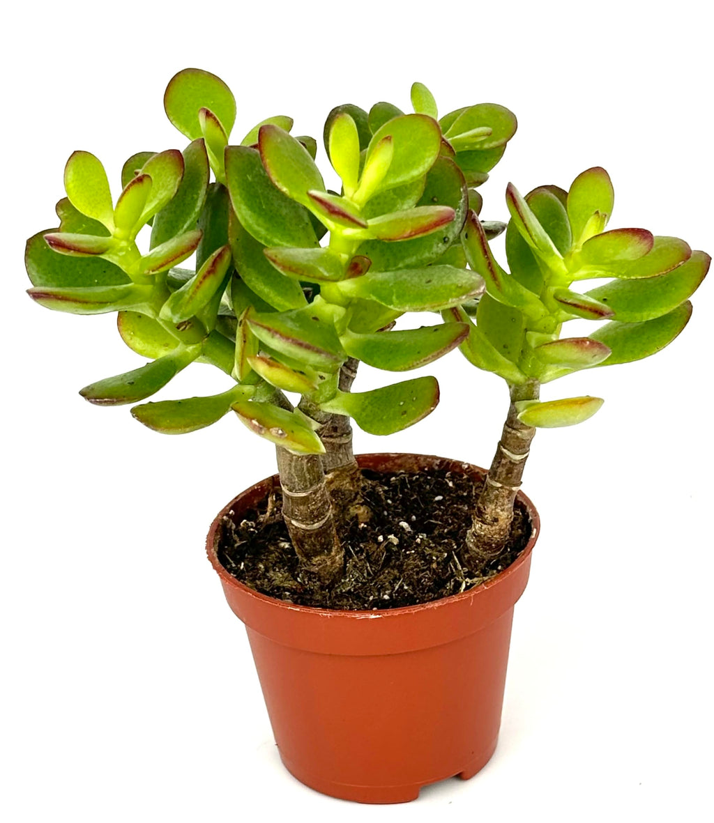 Close view of a jade plant’s fleshy green leaves and woody stems in a terracotta pot

