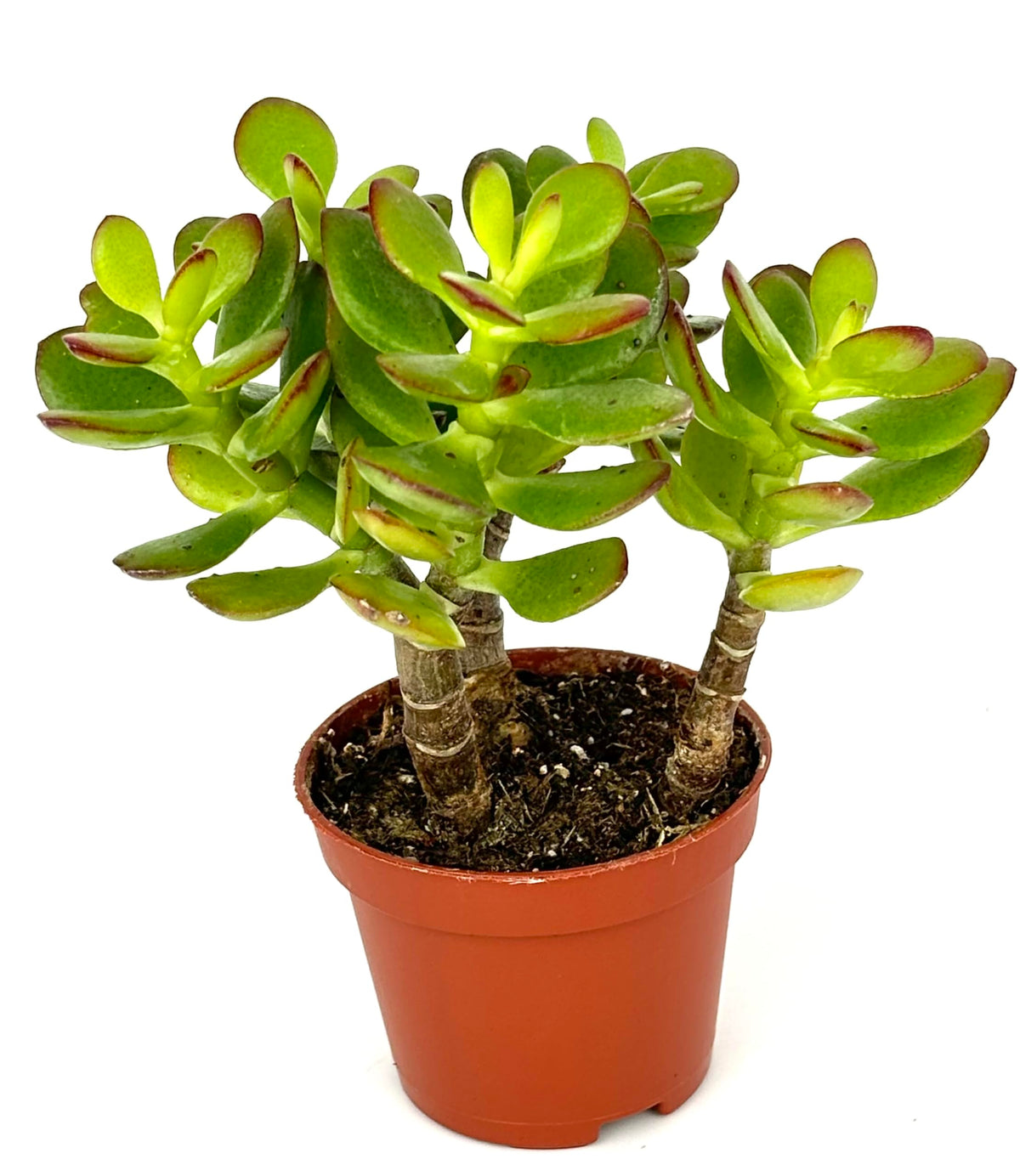 Close view of a jade plant’s fleshy green leaves and woody stems in a terracotta pot

