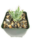 CTS AIR PLANTS Aloe Erinaceae Rare Spiny Aloe, 4" Pot, Blue Green White, Live Succulent Plant
