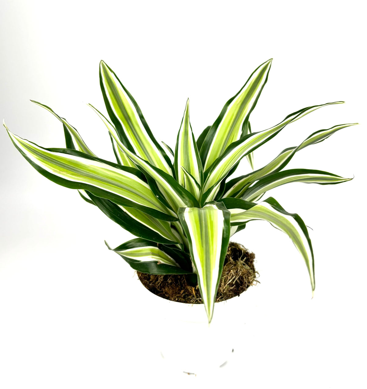 Variegated green and yellow dracaena houseplant on a white background