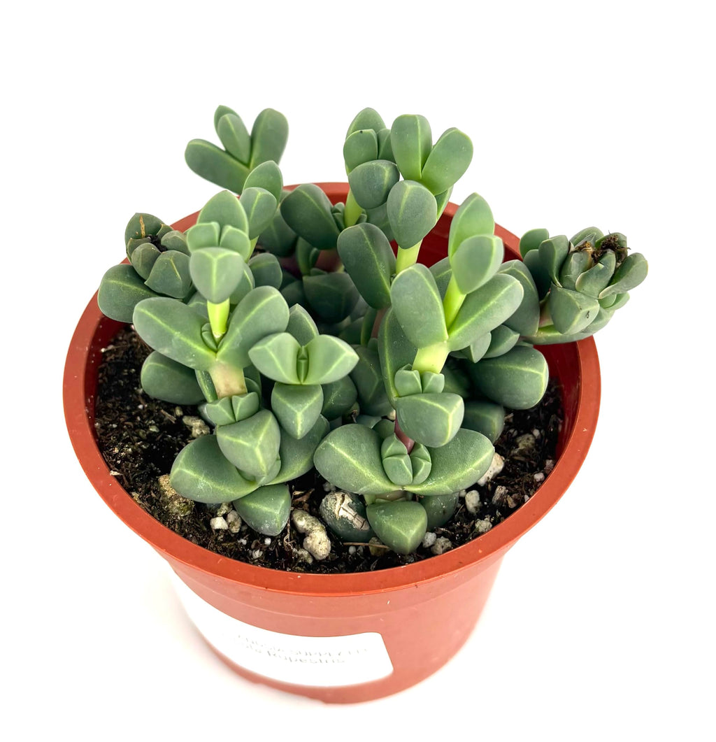 Potted Corpuscularia lehmannii succulent plant with a white background