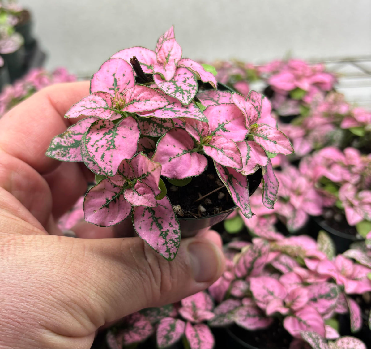 Hand holding a small pink polka dot plant with more plants in the background.