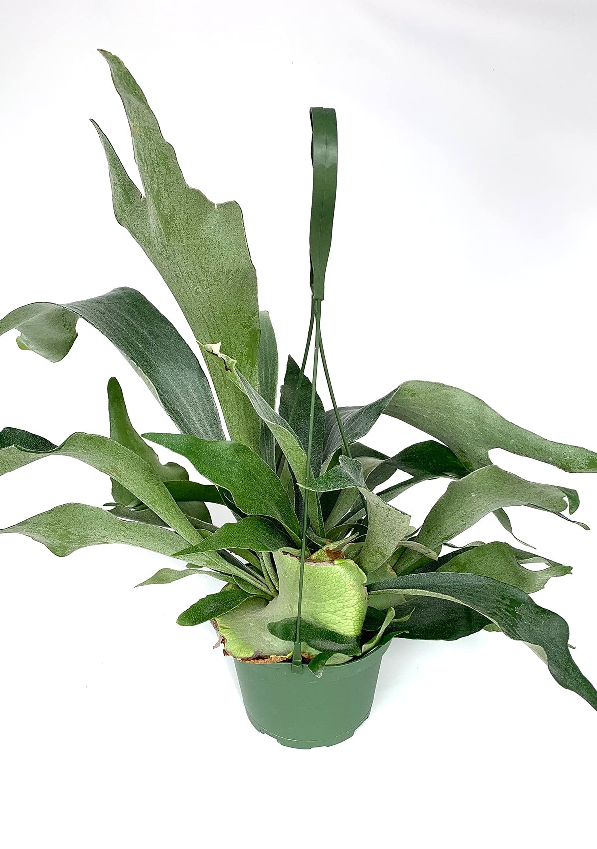 Potted staghorn fern plant with large green leaves on a white background