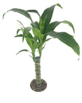 Dracaena Black Beauty Cane Air Purifying Houseplants