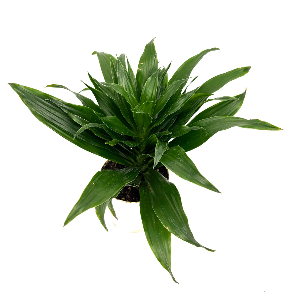 Green dracaena craigii compacta potted plant on a white background